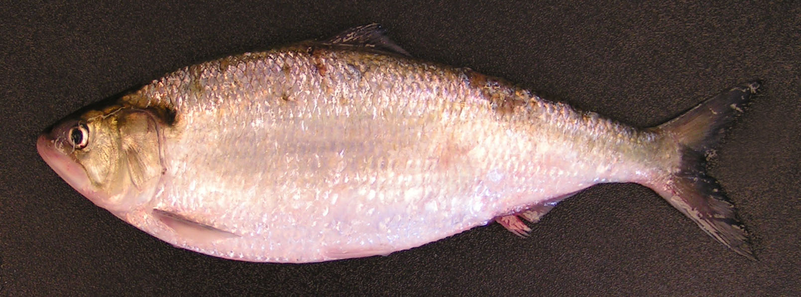 American shad